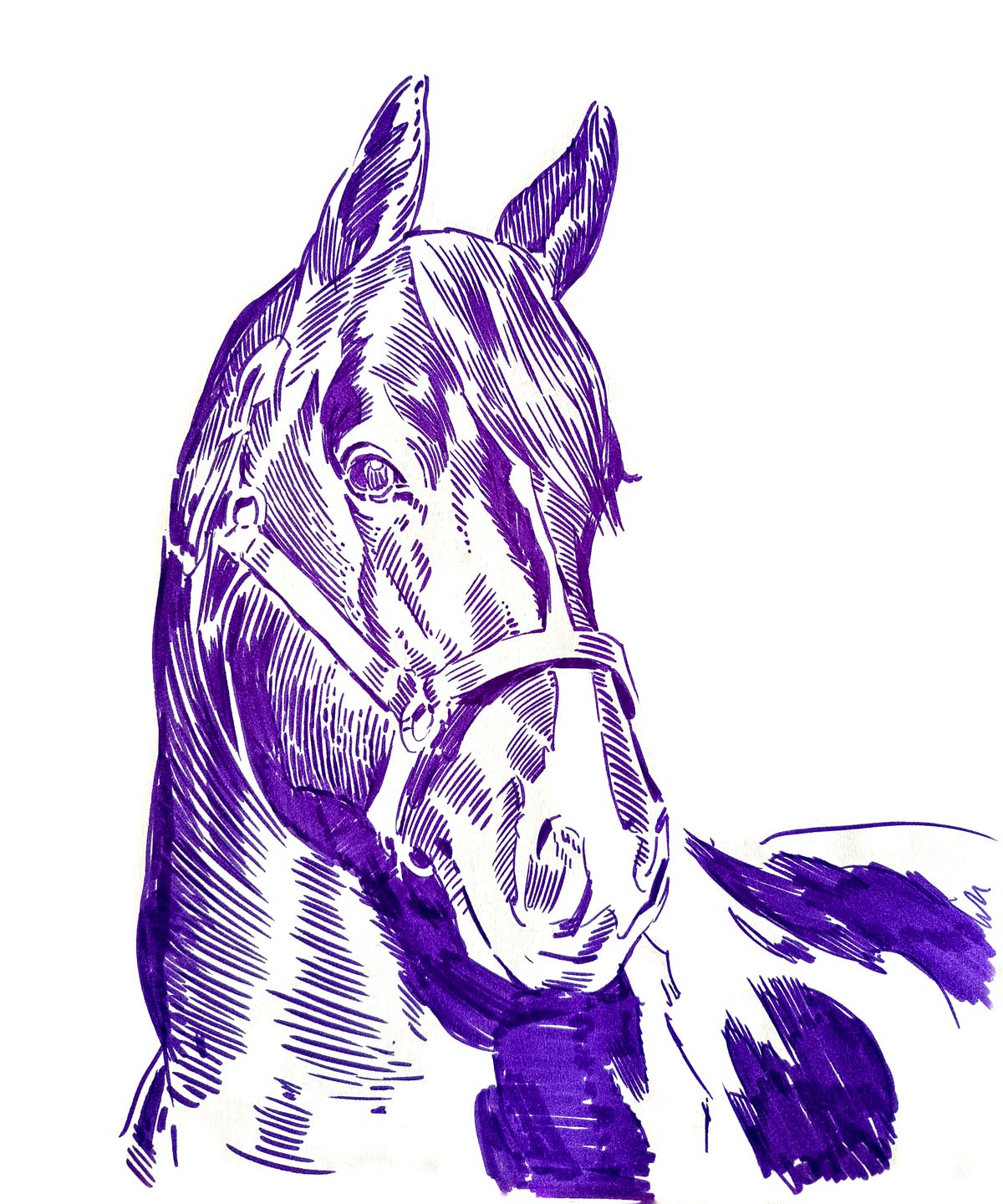 Horse Head